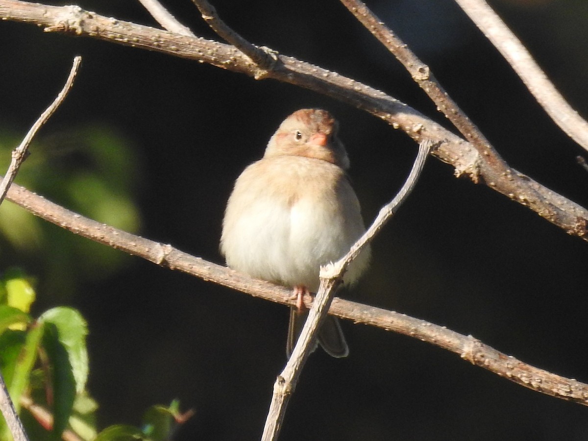 Field Sparrow - ML646804658