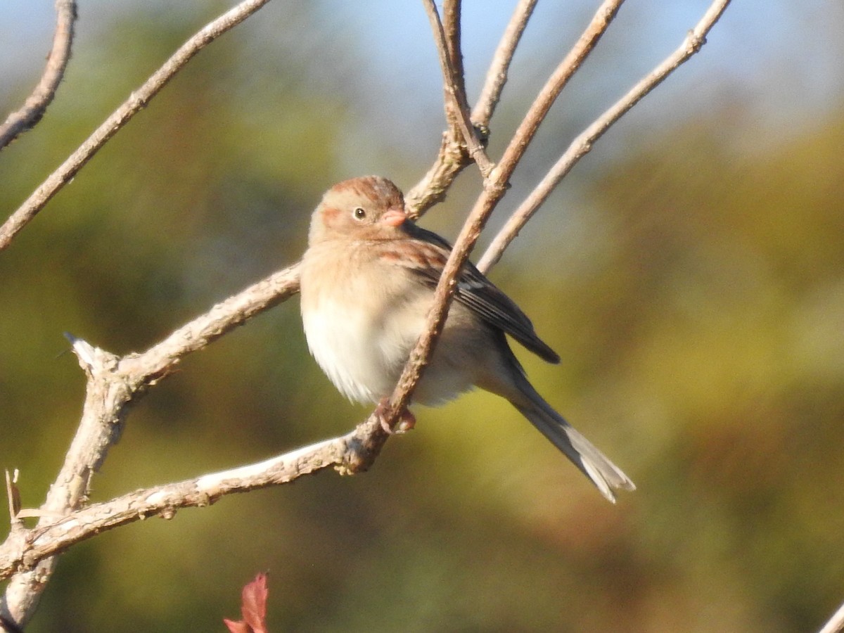 Field Sparrow - ML646804659