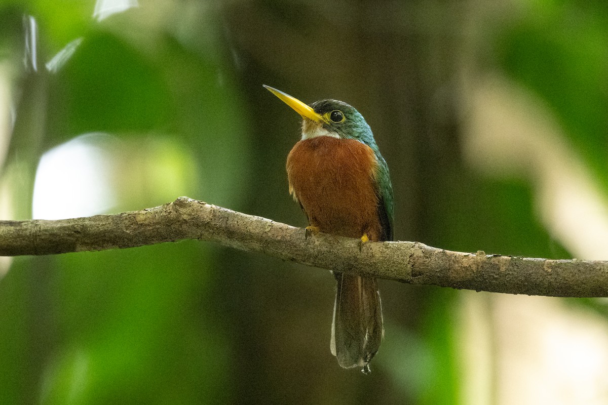 Yellow-billed Jacamar - ML646804660
