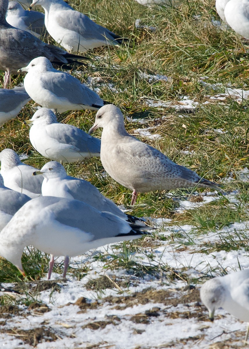 Мартин гренландський (підвид thayeri) - ML646804661
