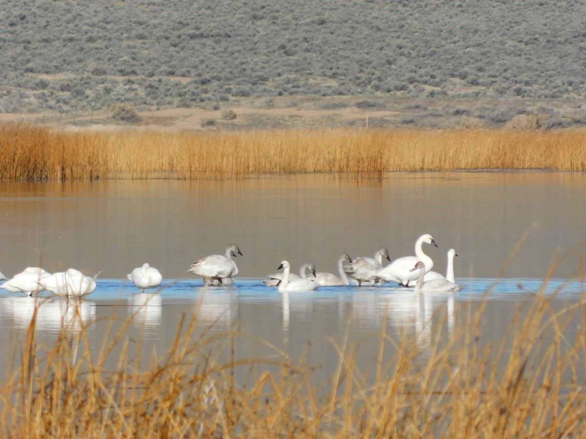 Tundra Swan - ML646804662