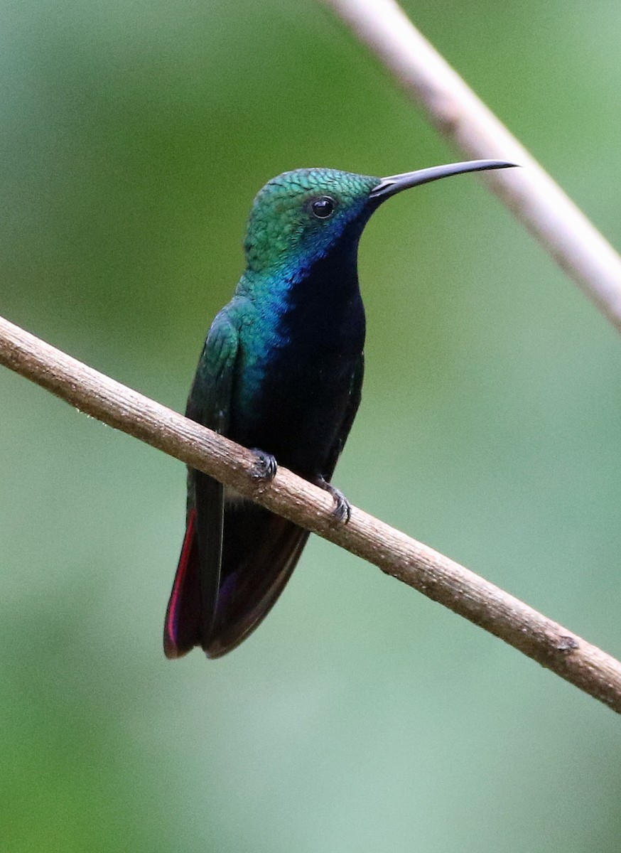 Schwarzbrust-Mangokolibri - ML646804667