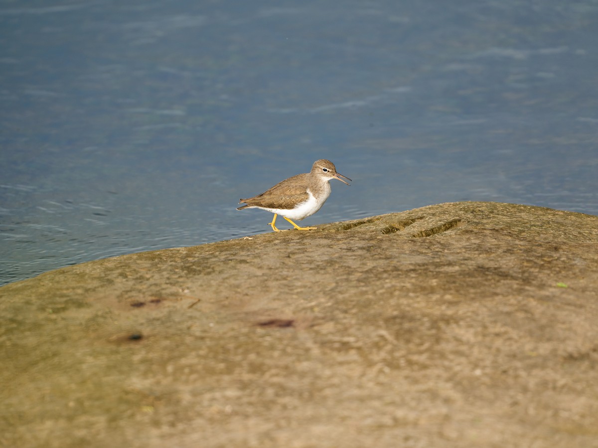 Пятнистый перевозчик - ML646804668