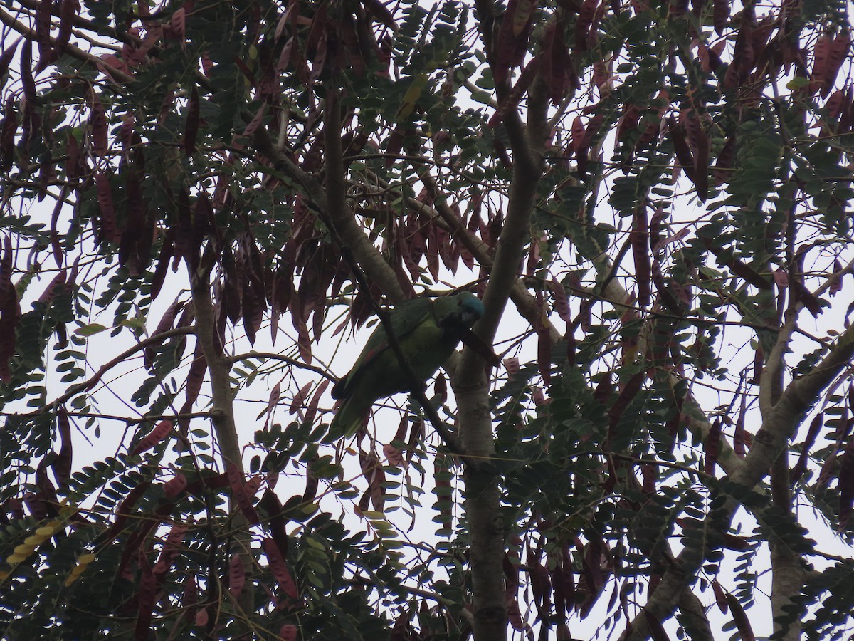 Turquoise-fronted Amazon - ML646804670