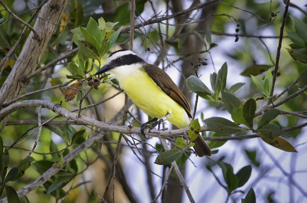 Tyran quiquivi - ML646804672