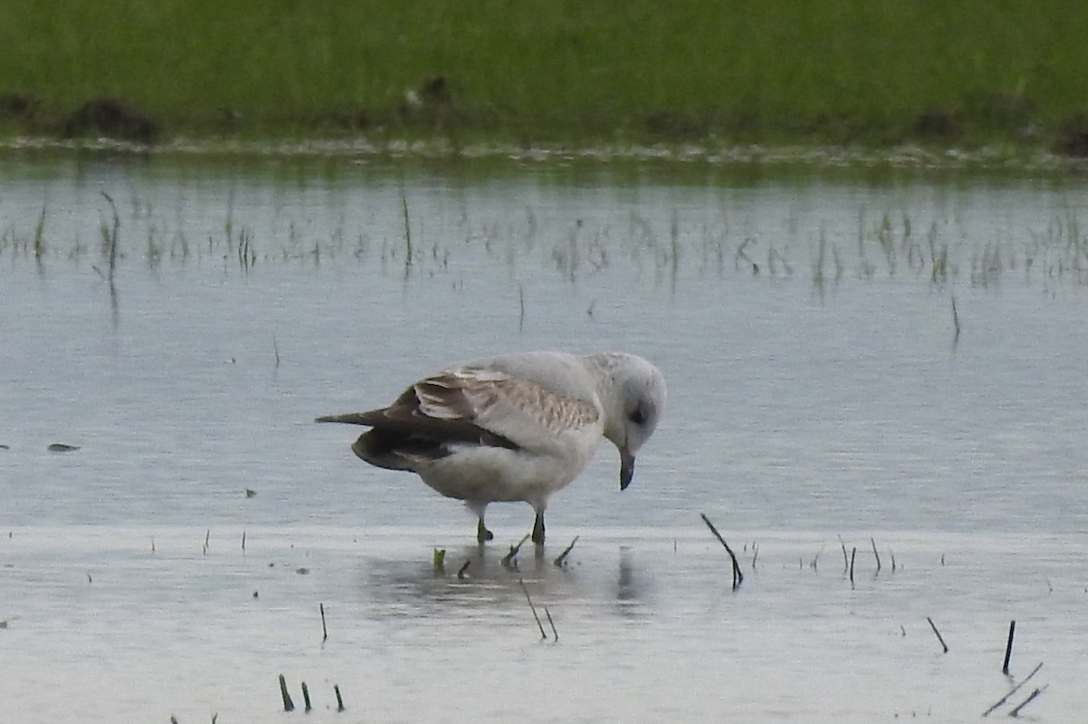 Common Gull - ML646804675