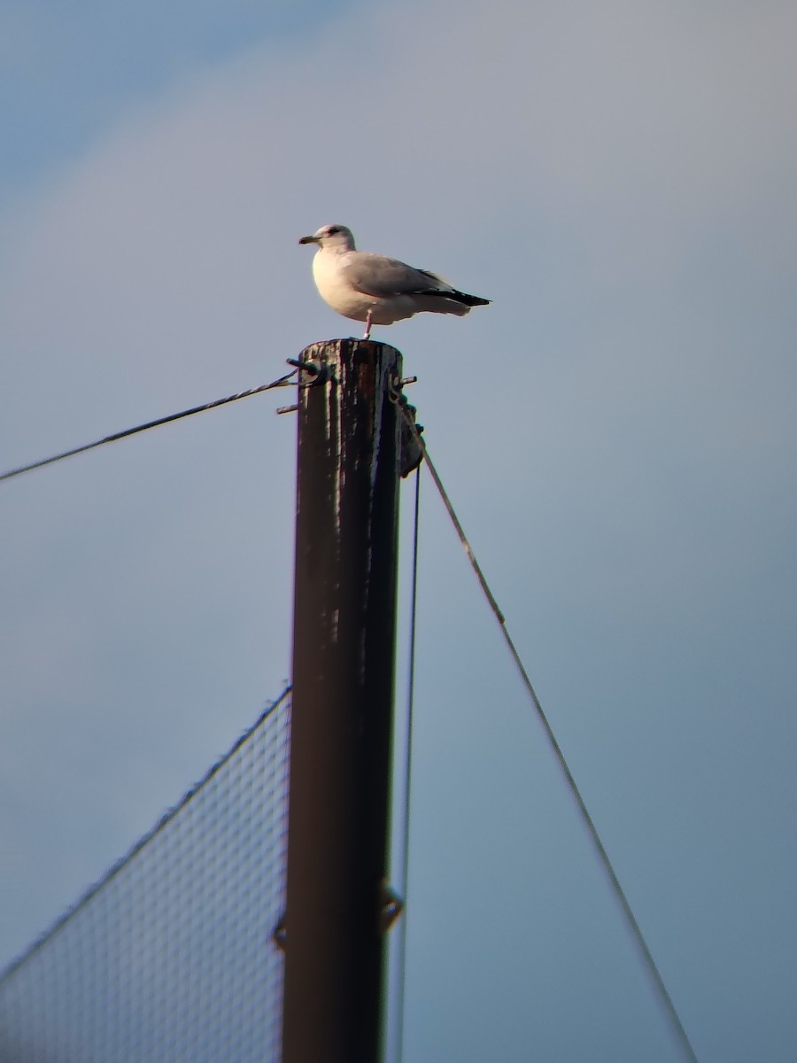 Ring-billed Gull - ML646804676