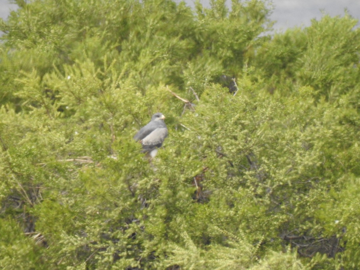 Black-chested Buzzard-Eagle - ML646804678