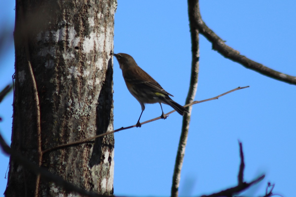 Yellow-rumped Warbler - ML646804679