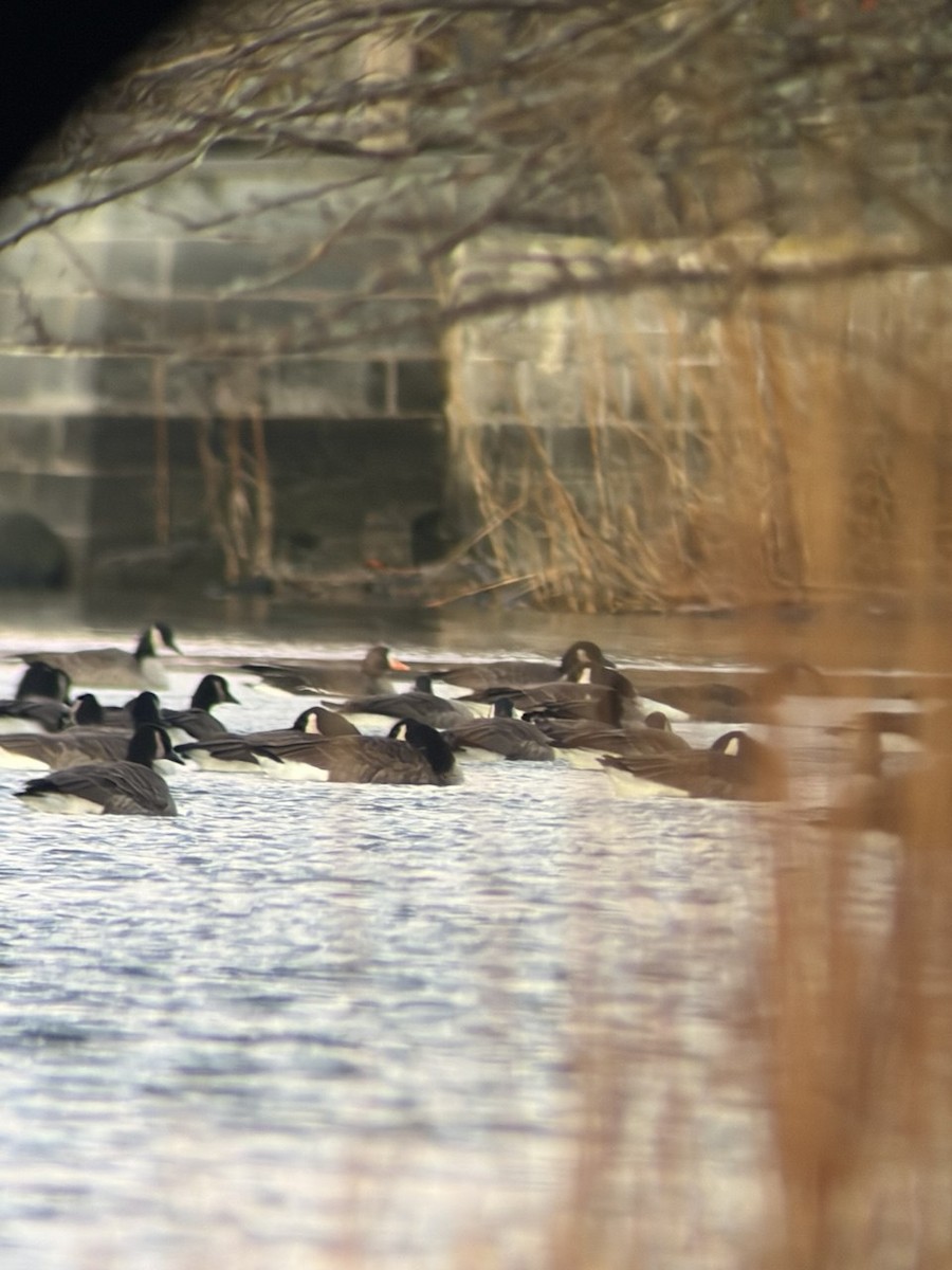 Greater White-fronted Goose - ML646804681