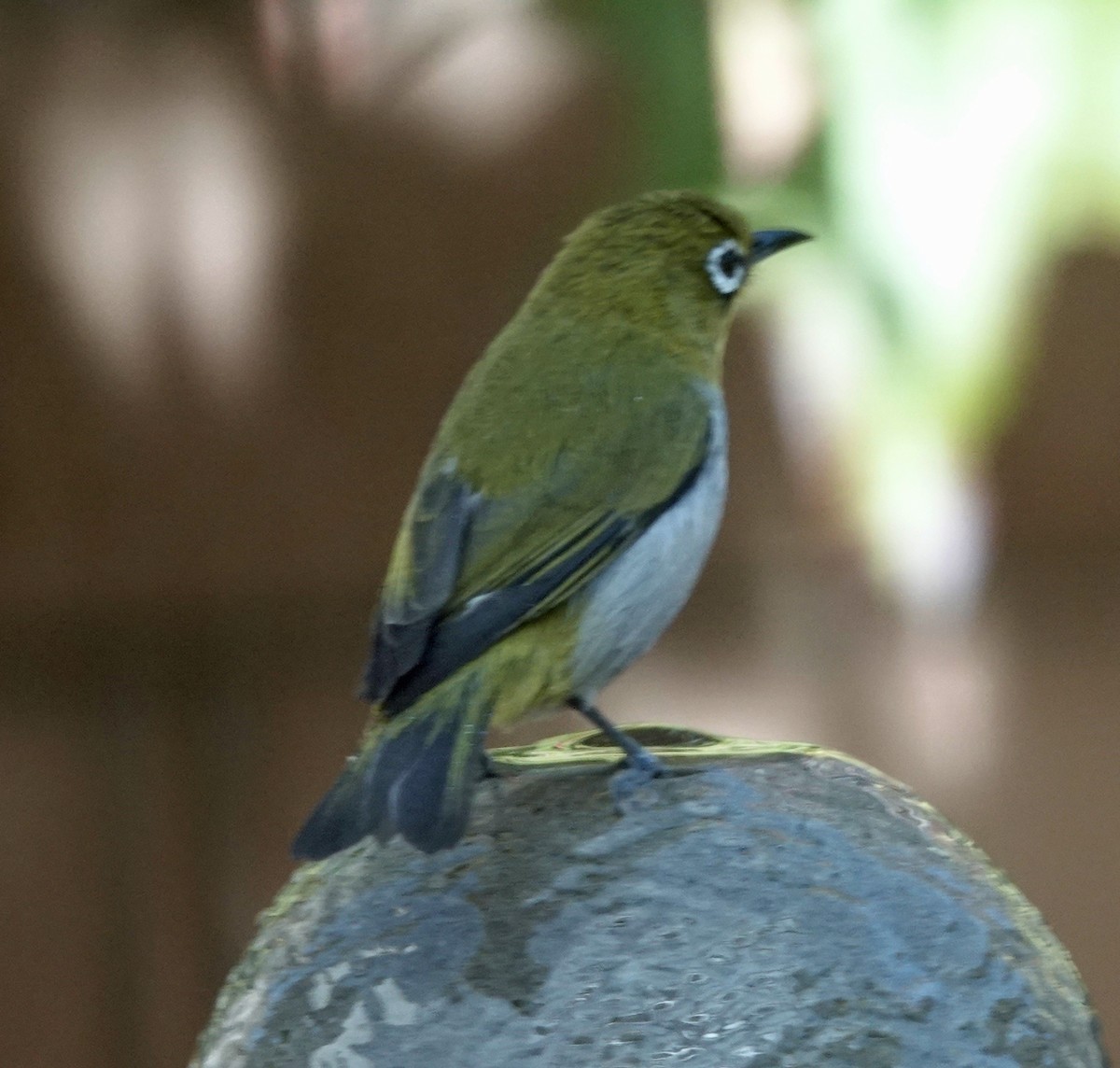 Swinhoe's White-eye - ML646804682