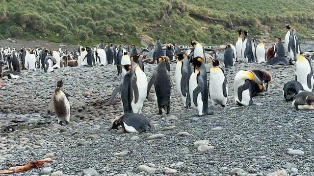 Pingüino Rey - ML646804683