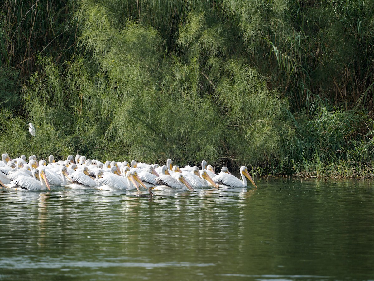 Пеликан-носорог - ML646804686