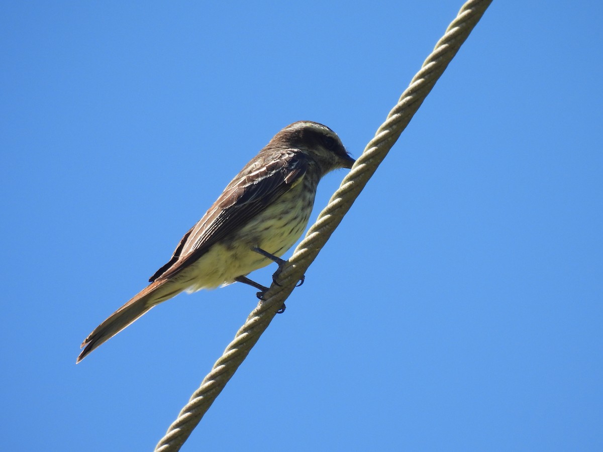 Variegated Flycatcher - ML646804688