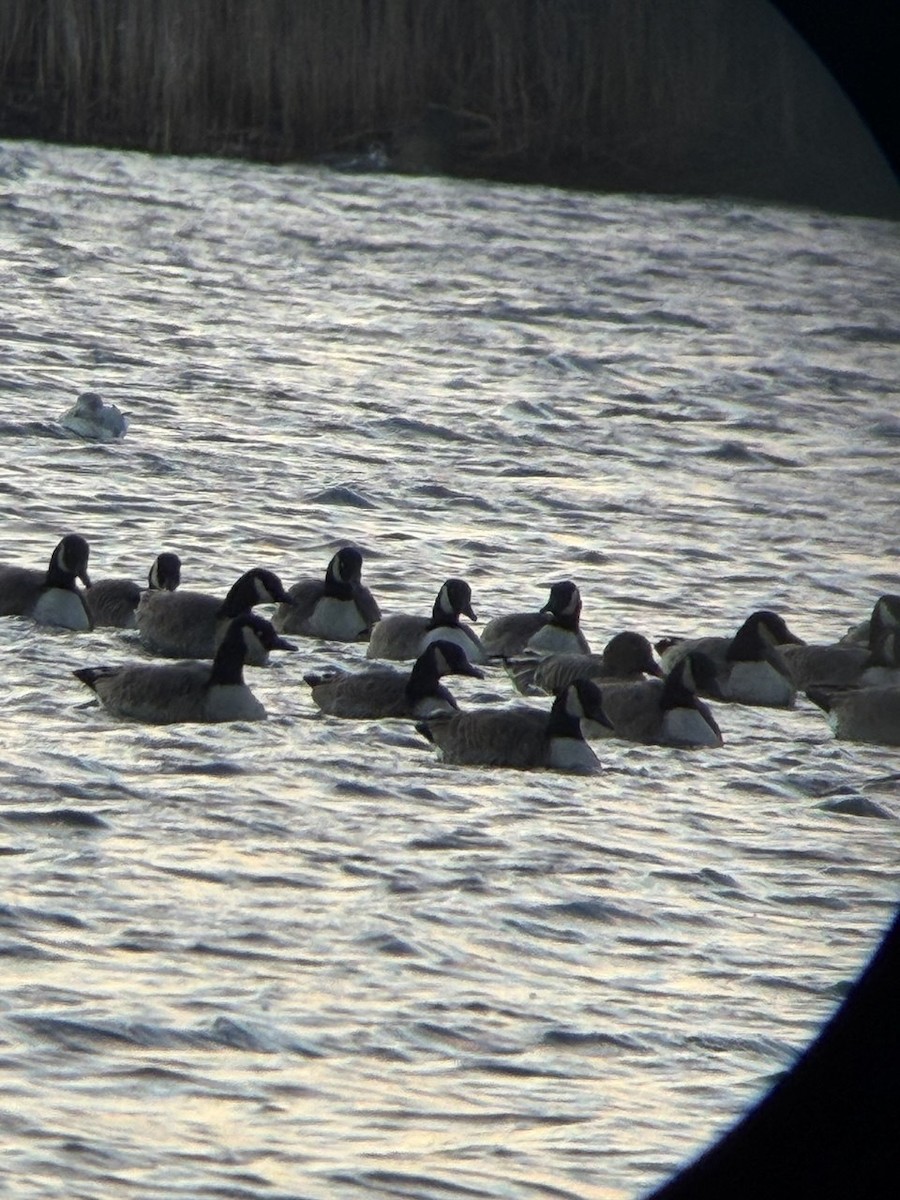 Tundra Bean-Goose - ML646804689