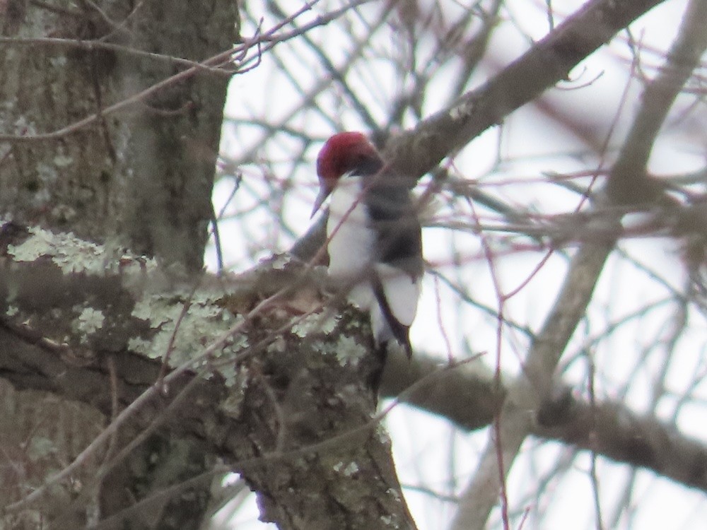 Red-headed Woodpecker - ML646804695