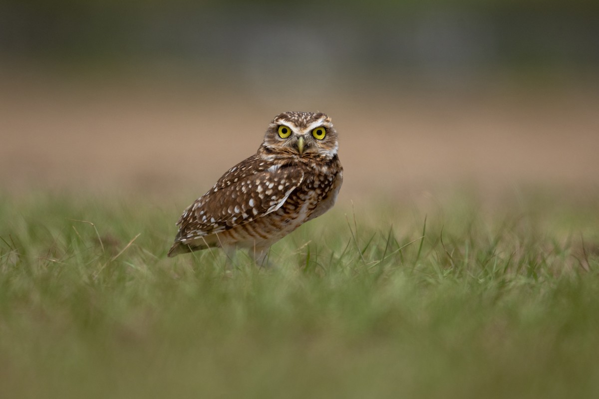 Burrowing Owl - ML646804701