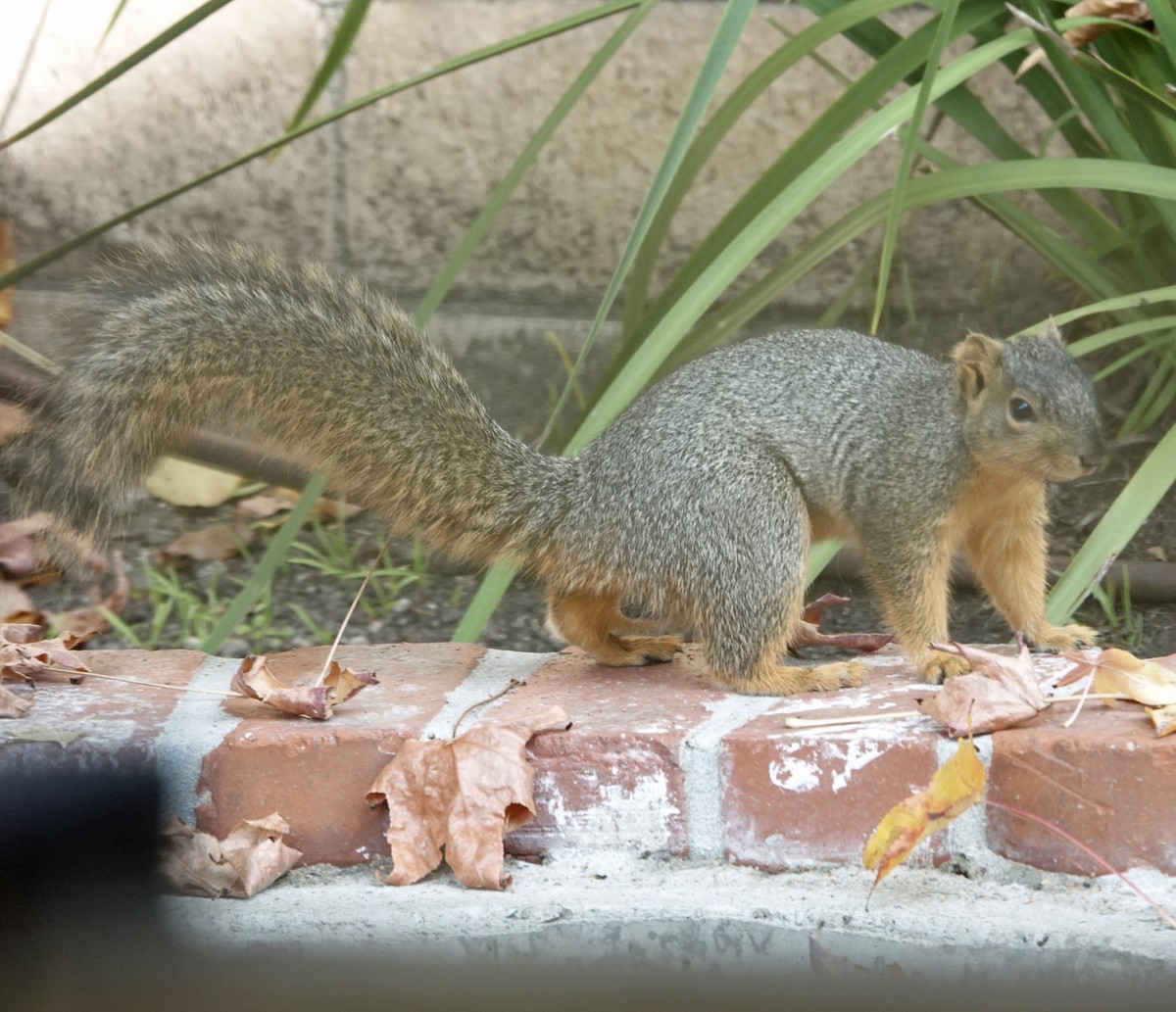 Animals - ML646804702