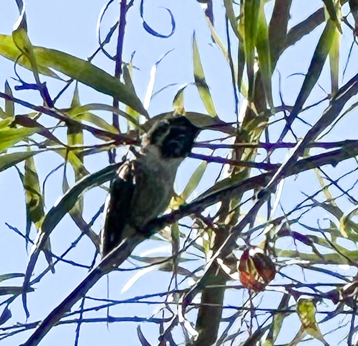 Costa's Hummingbird - ML646804714