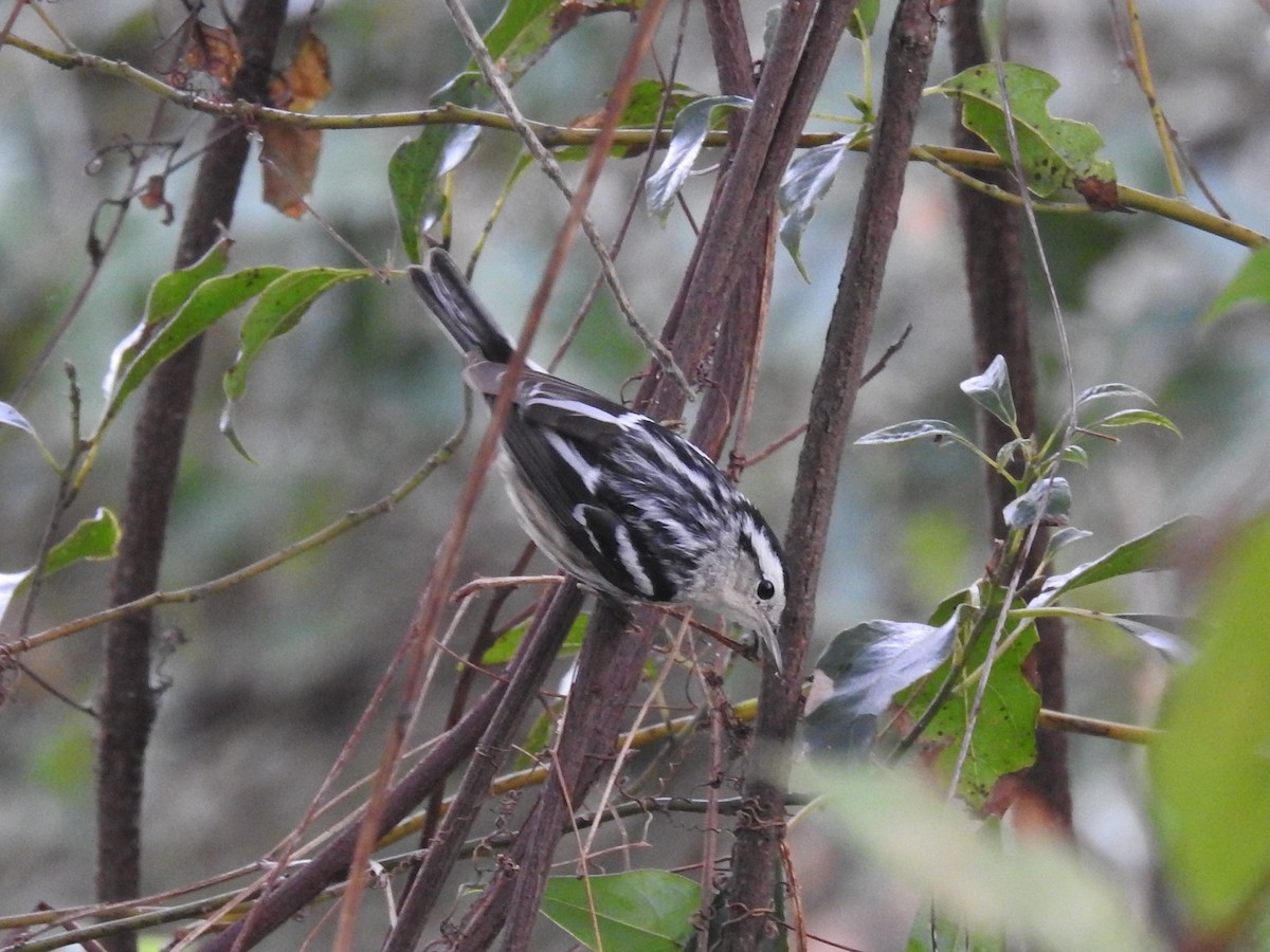 Black-and-white Warbler - ML646804715