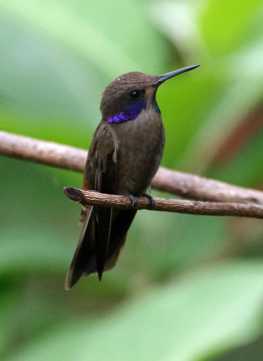 Braun-Veilchenohrkolibri - ML646804716