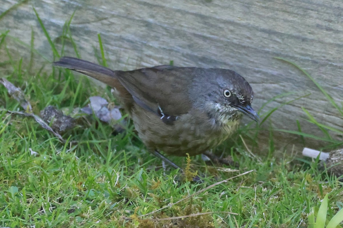 Tasmanian Scrubwren - ML646804717