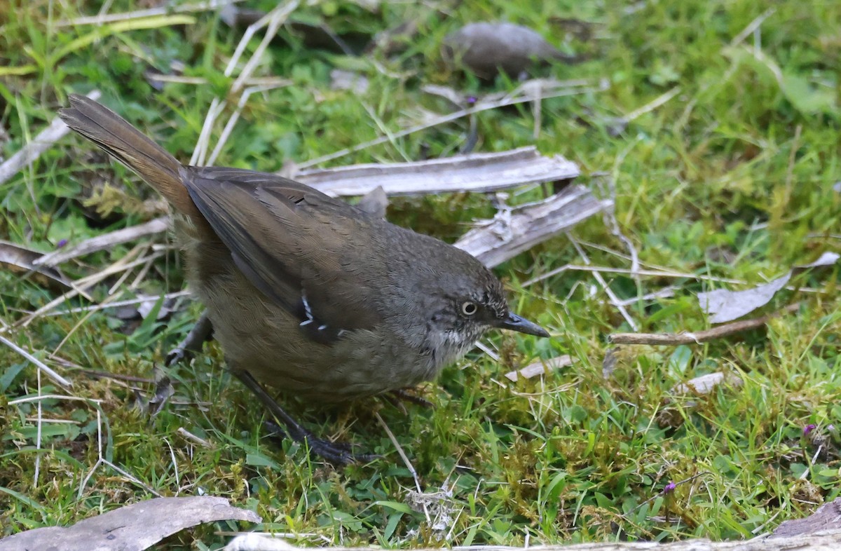 Tasmanian Scrubwren - ML646804718