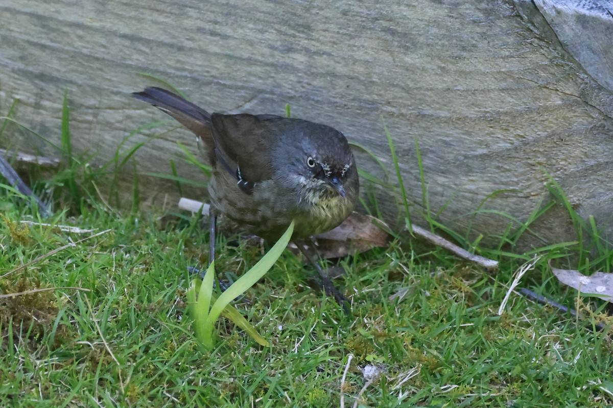 Tasmanian Scrubwren - ML646804719