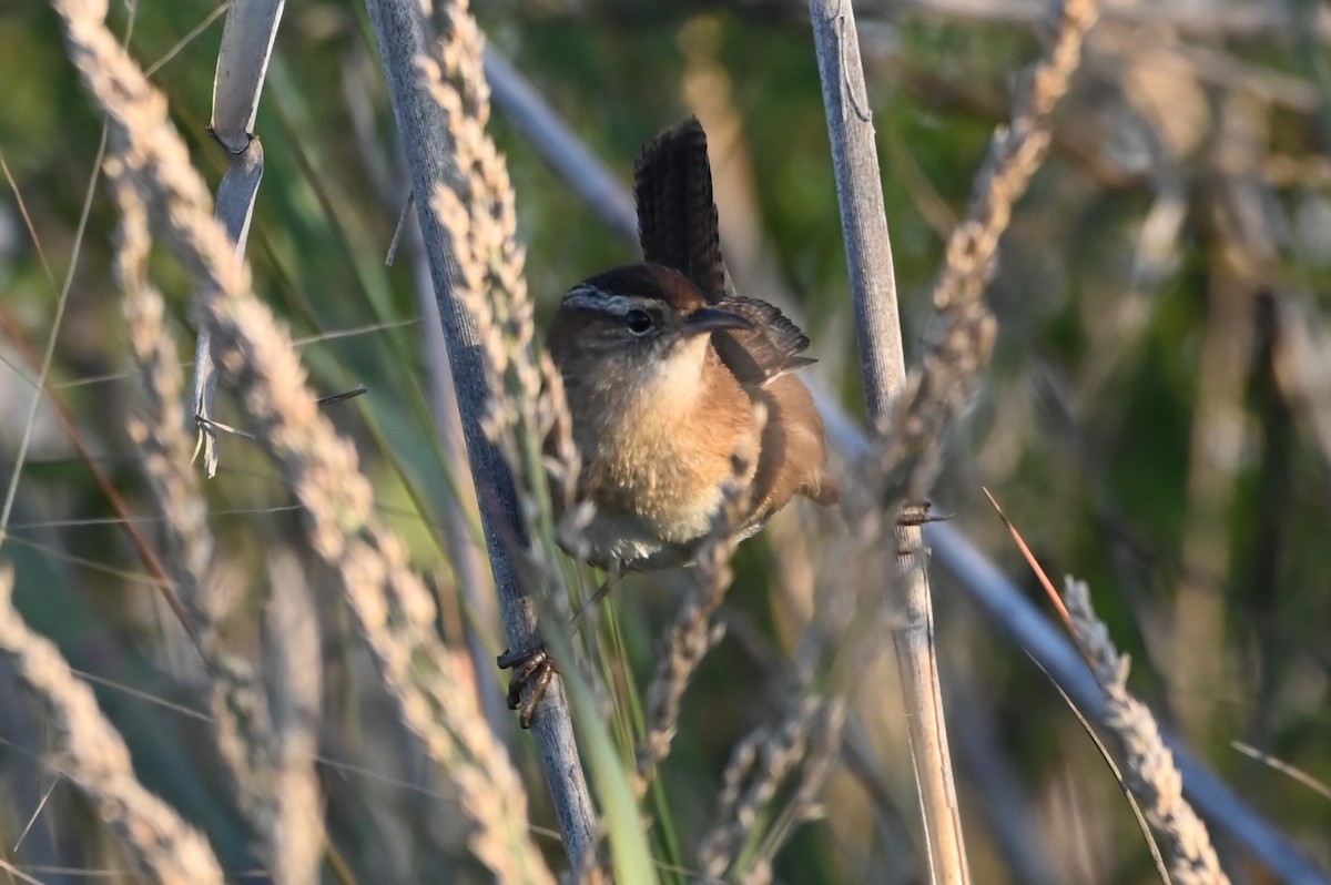 Marsh Wren - ML646804720