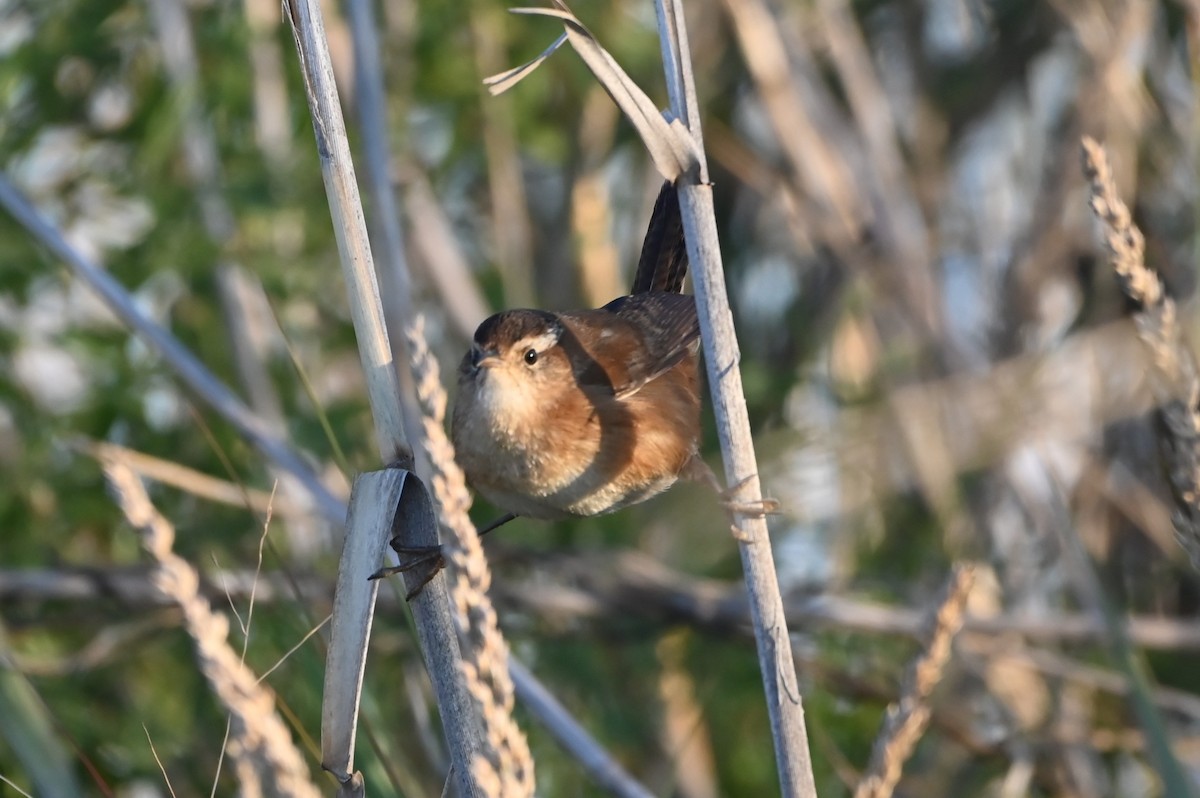 Marsh Wren - ML646804721