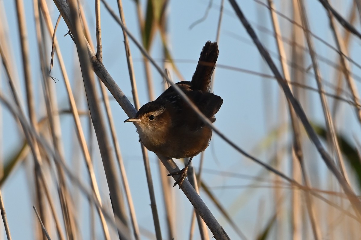 Marsh Wren - ML646804722
