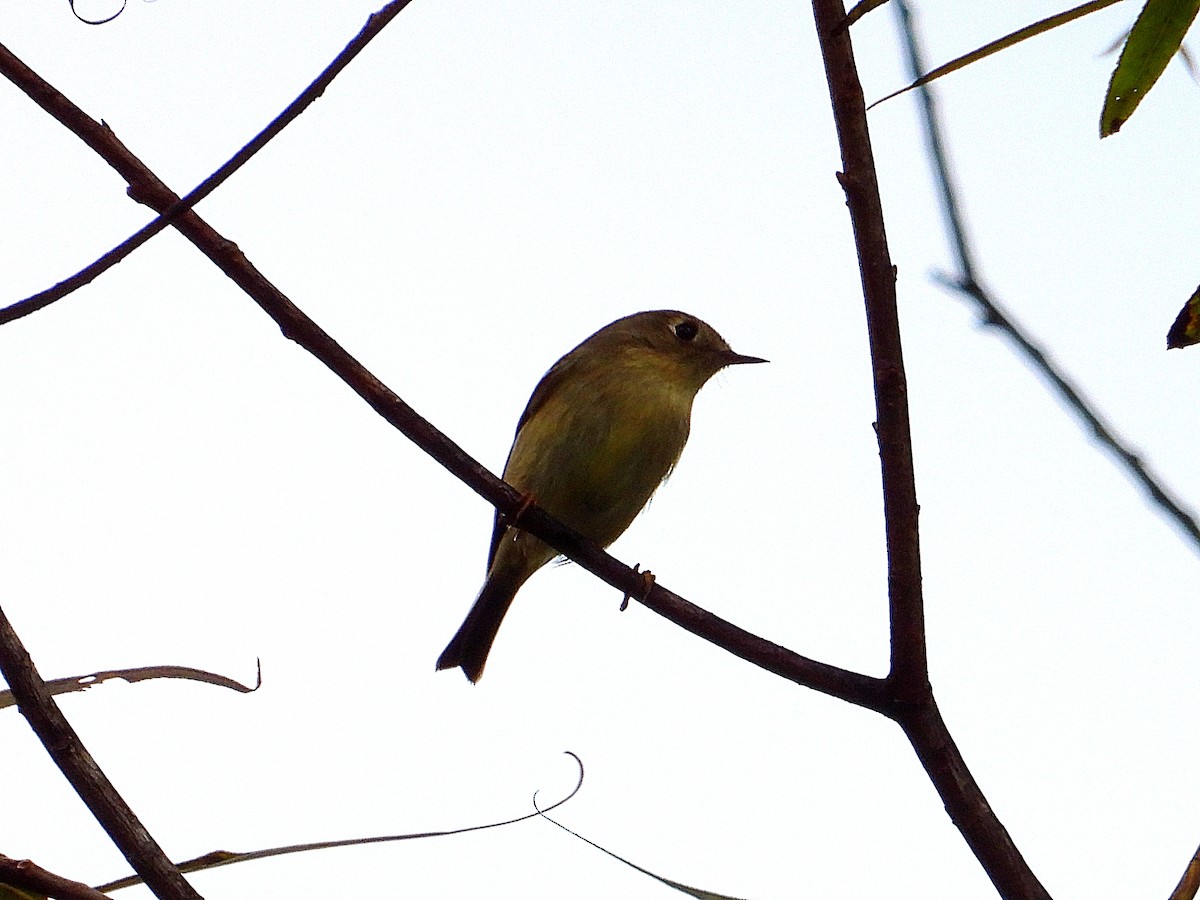 králíček americký - ML646804724