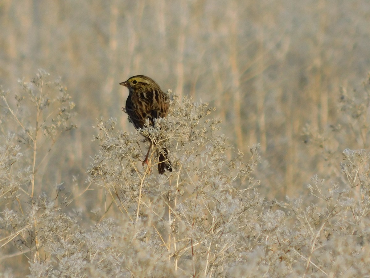 Savannah Sparrow - ML646804725