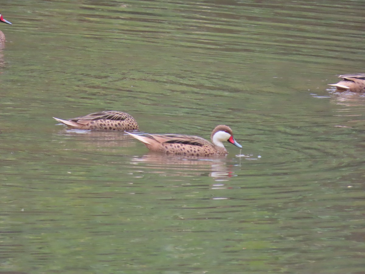Ánade Gargantillo - ML646804726