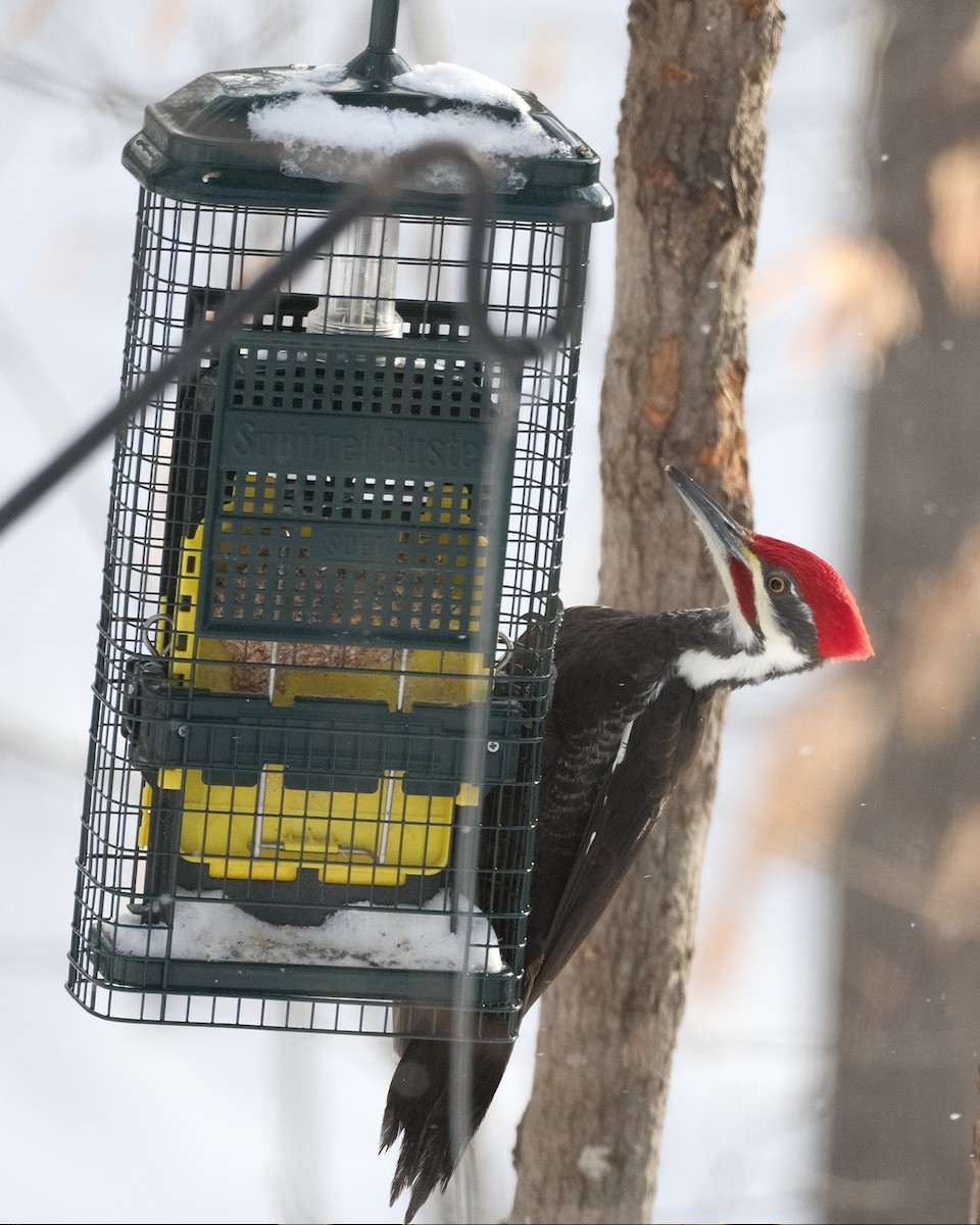 Pileated Woodpecker - ML646804729