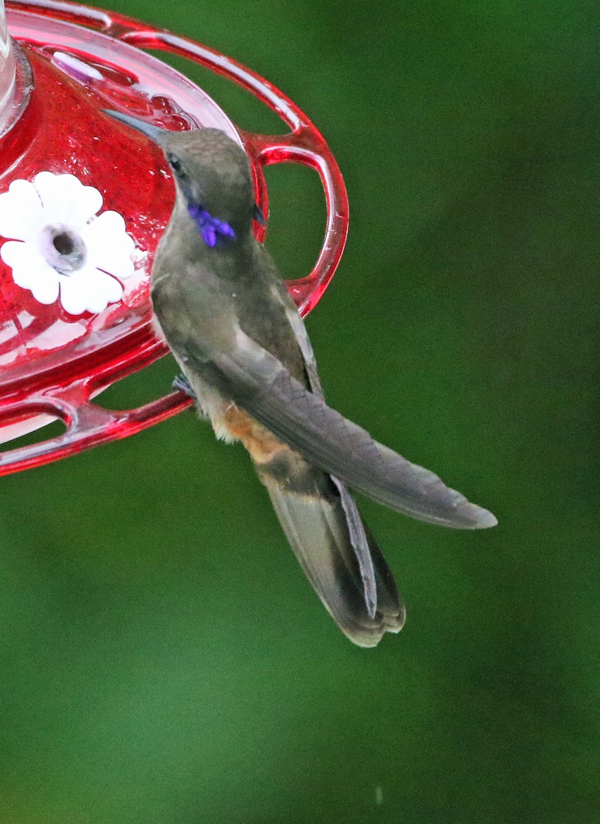 Braun-Veilchenohrkolibri - ML646804730