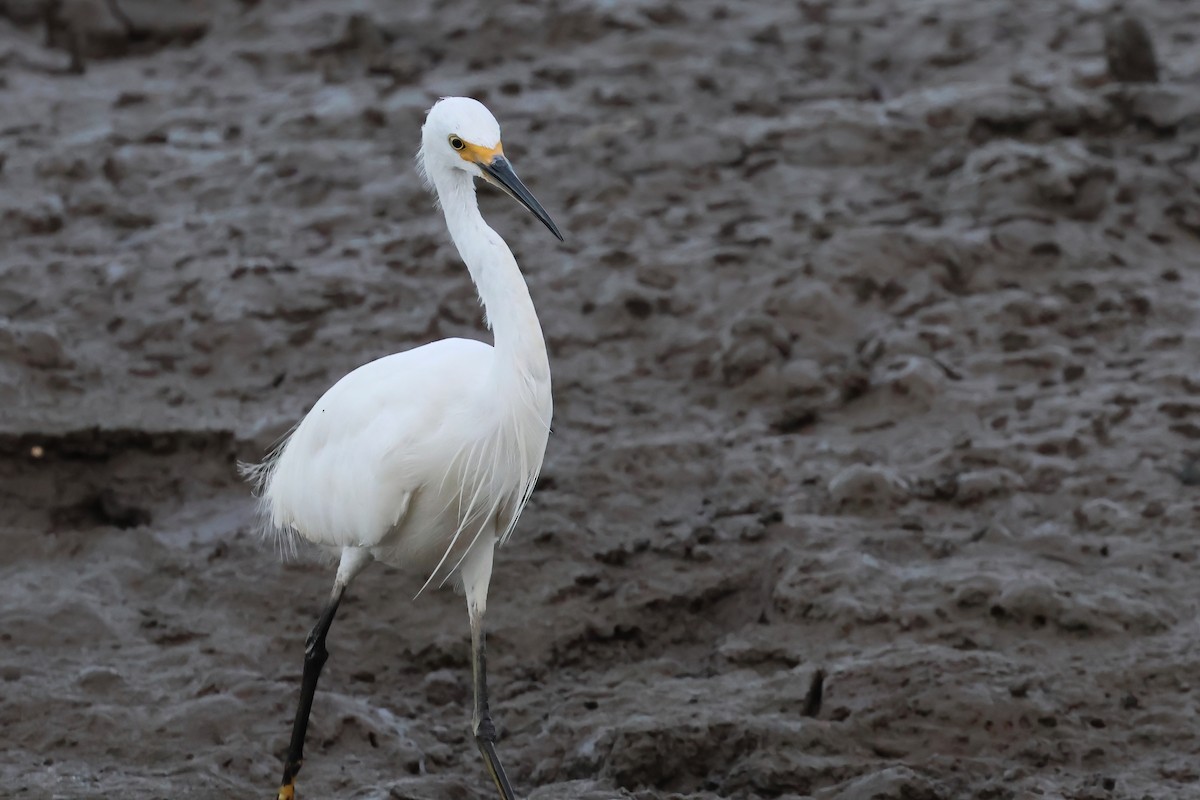 Garceta Común - ML646804733