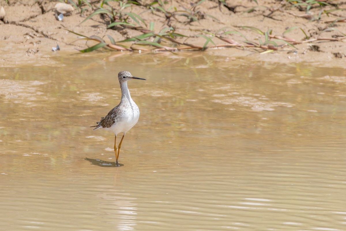 Archibebe Patigualdo Chico - ML646804734