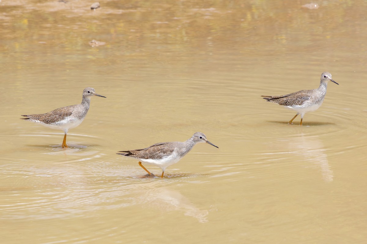 Archibebe Patigualdo Chico - ML646804736