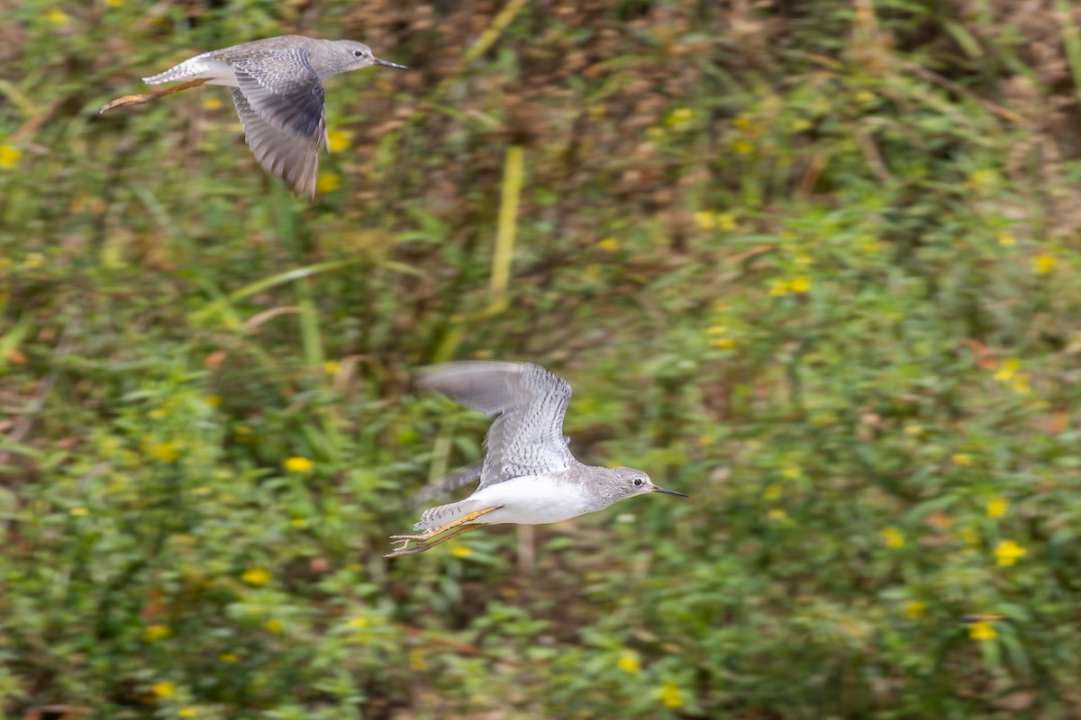 Archibebe Patigualdo Chico - ML646804737