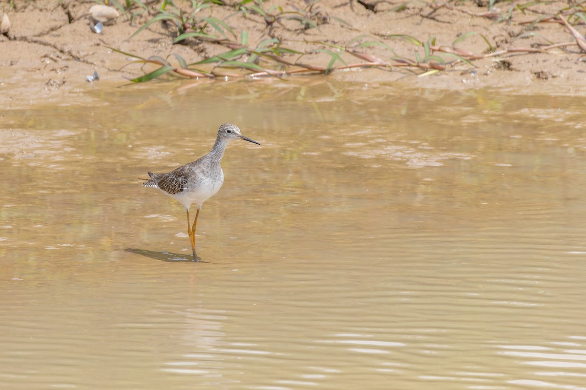 Archibebe Patigualdo Chico - ML646804738