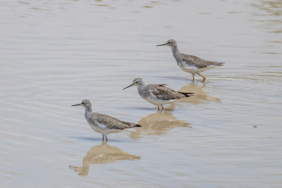 Archibebe Patigualdo Chico - ML646804740