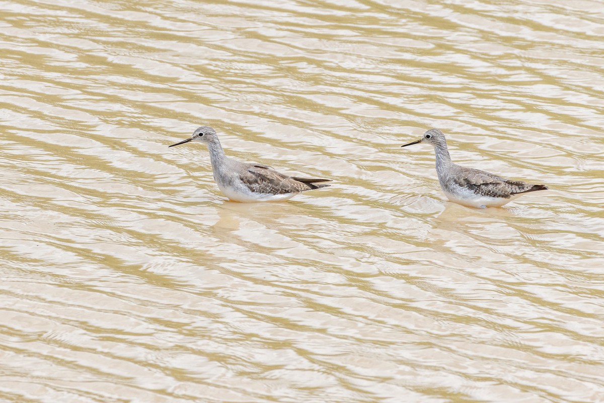 Archibebe Patigualdo Chico - ML646804741