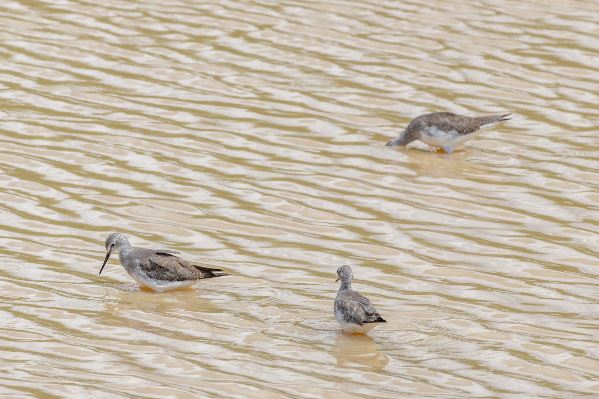 Archibebe Patigualdo Chico - ML646804742