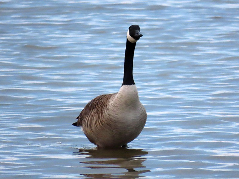 berneška velká - ML646804743