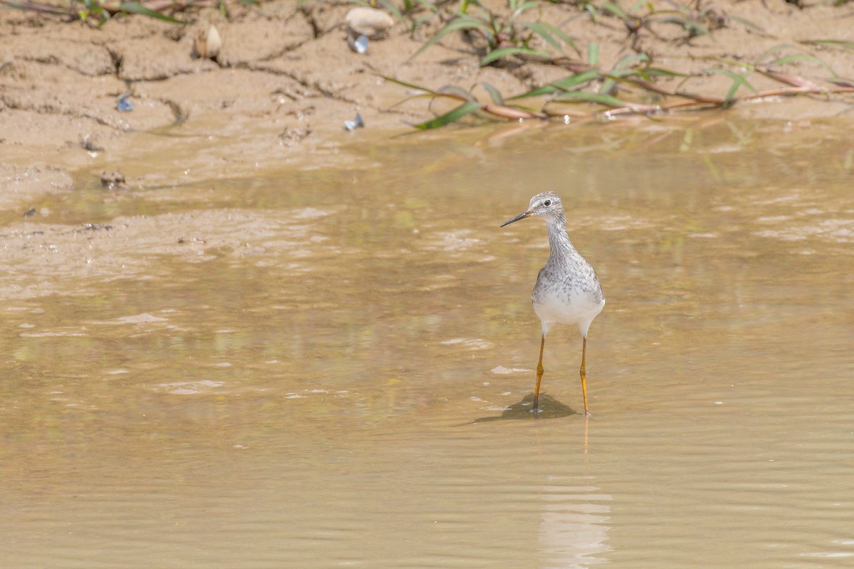 Archibebe Patigualdo Chico - ML646804745