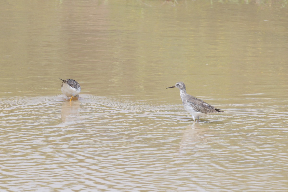 Archibebe Patigualdo Chico - ML646804747