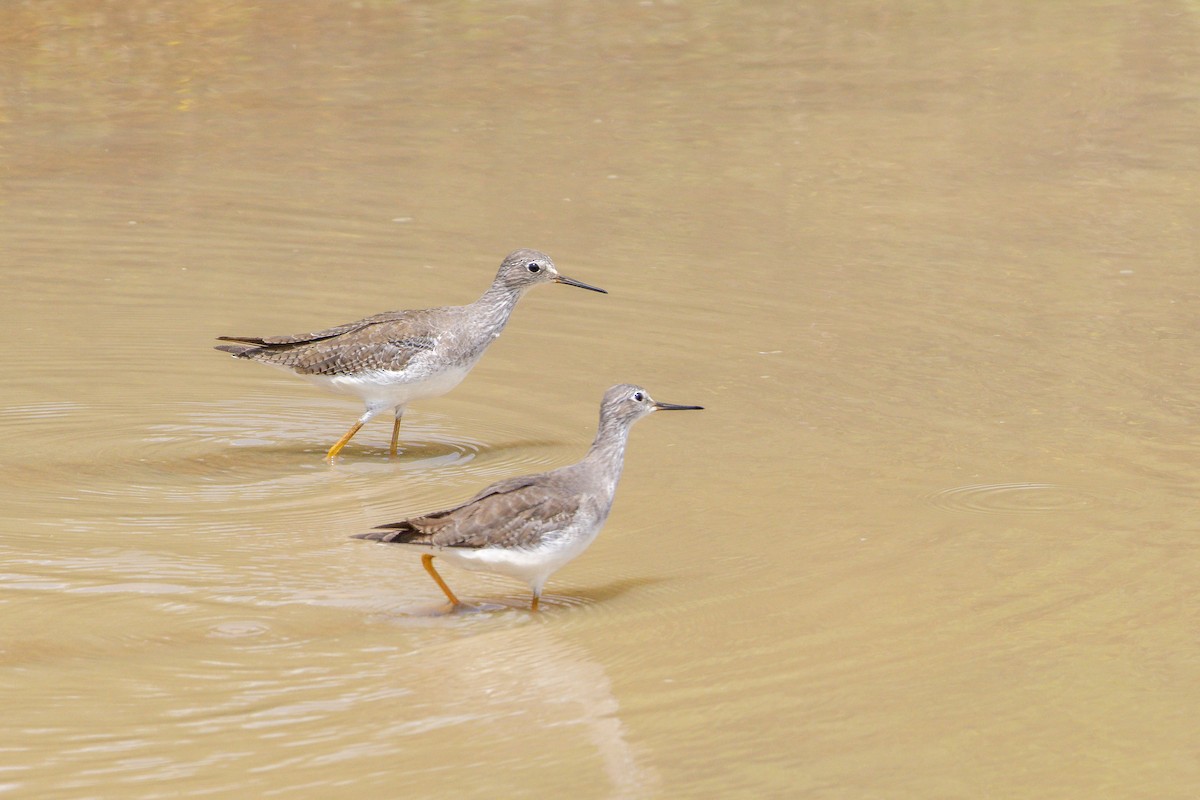 Archibebe Patigualdo Chico - ML646804748