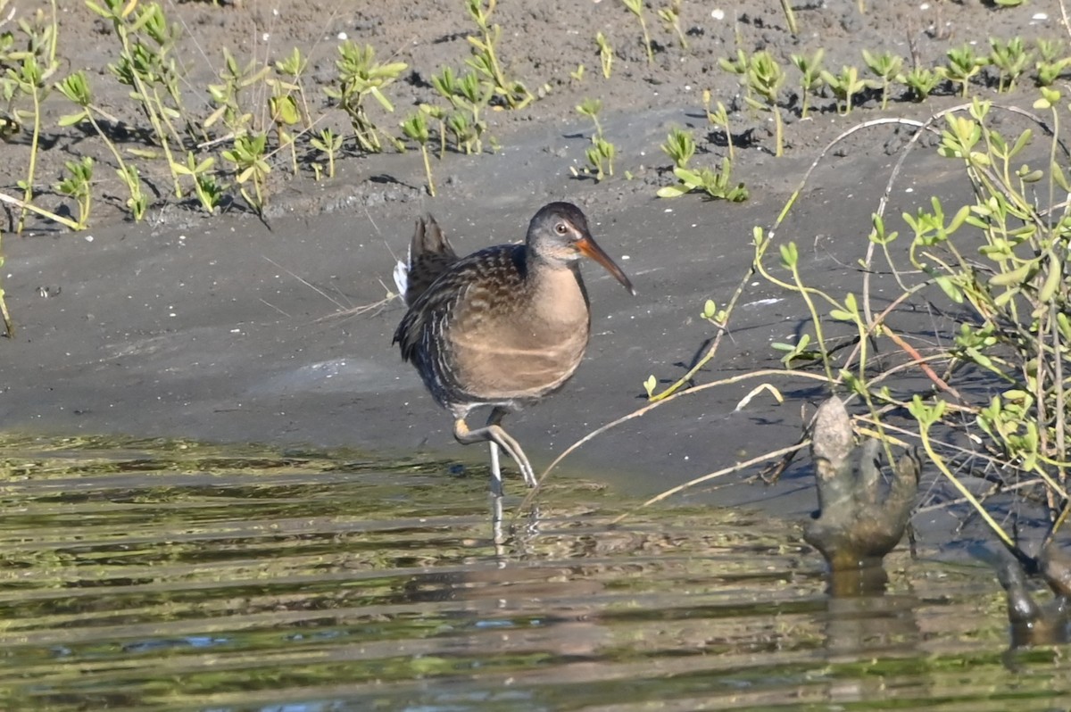 Clapper Rail - ML646804749