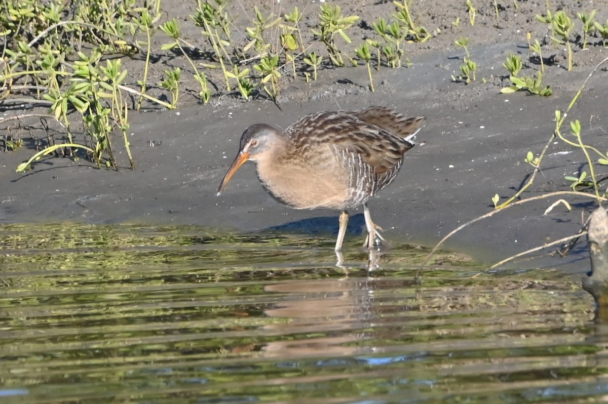 Clapper Rail - ML646804750